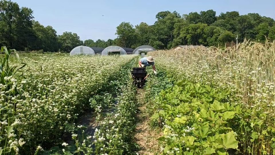 Firefly Farm CSA apple orchard in Indian Mound, Tennessee
