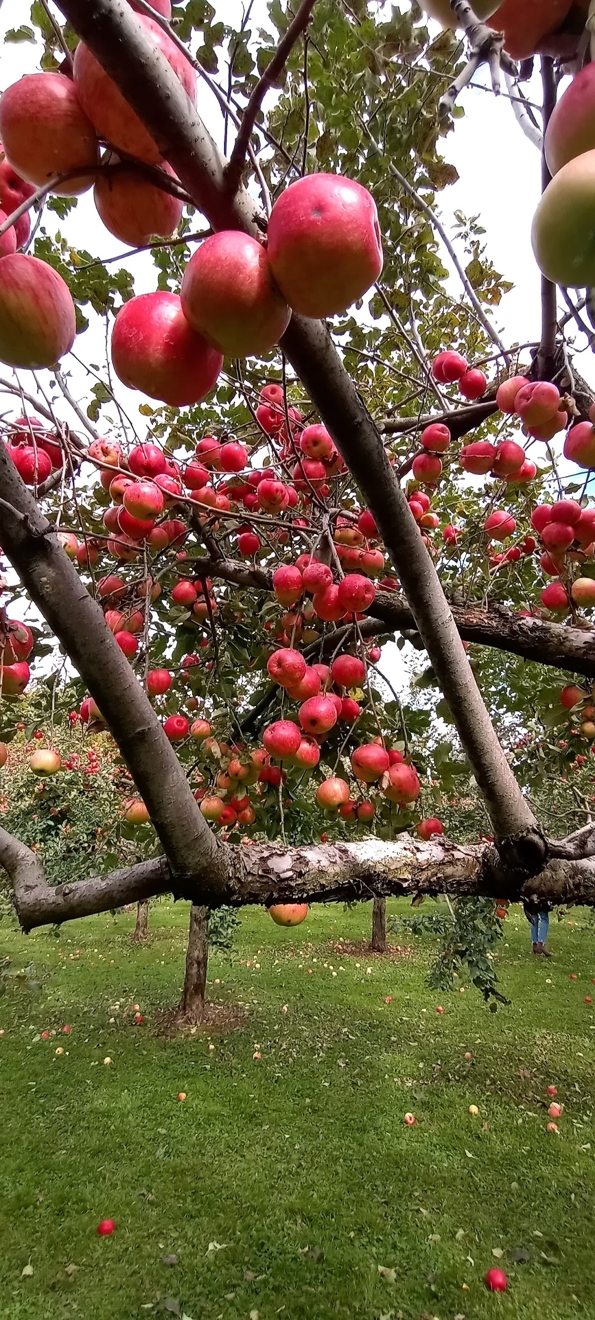 Rooty's Apple Orchard apple orchard in Newport, Vermont