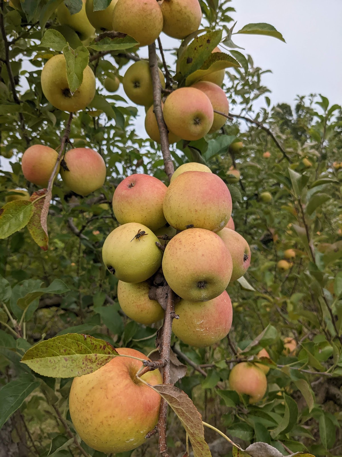 Stotlers Orchard apple orchard in Atwater, Ohio
