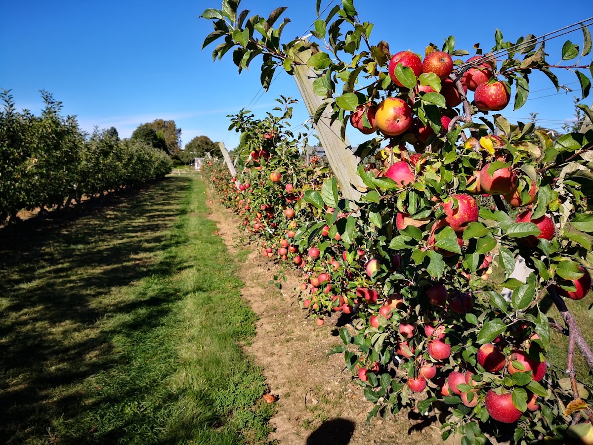 The Milk Pail Farm and Orchard apple orchard in Village of Sag Harbor, New York