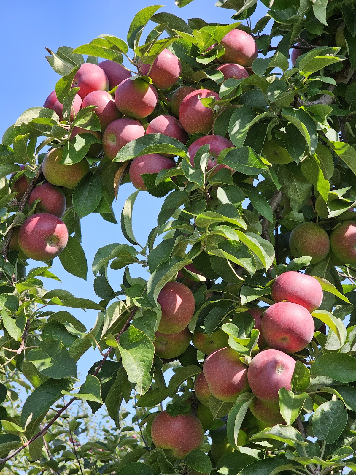 Green Mountain Orchards apple orchard in Putney, Vermont