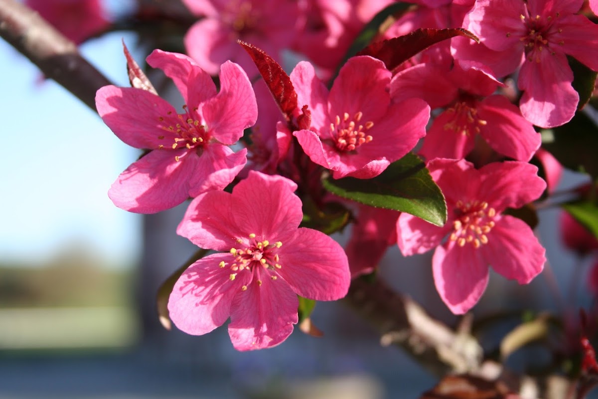 Countryside Farm & Nursery, LLC apple orchard in Crimora, Virginia