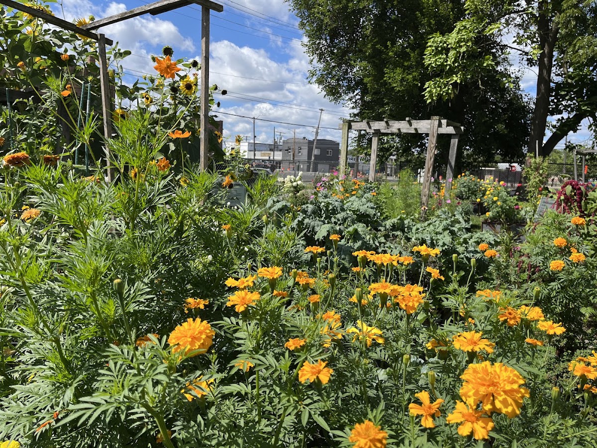 City Commons CSA apple orchard in Detroit, Michigan