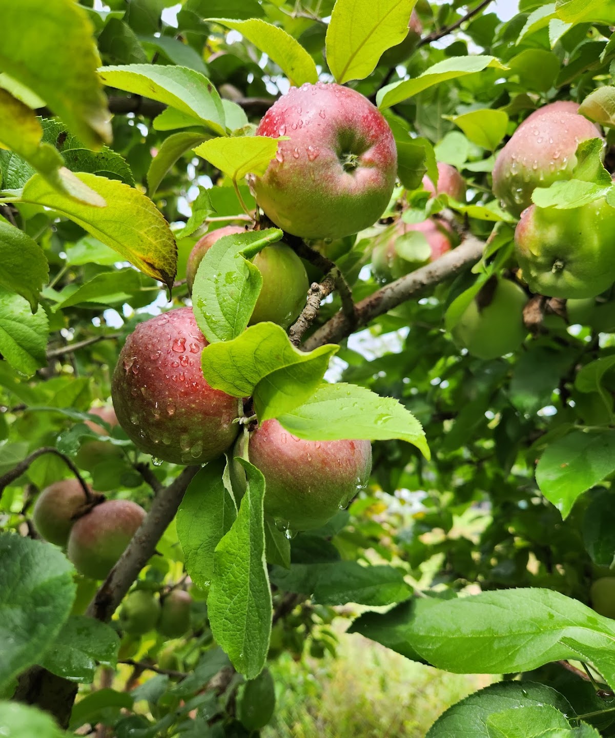 Hunger Mountain Orchard apple orchard in Waterbury Center, Vermont