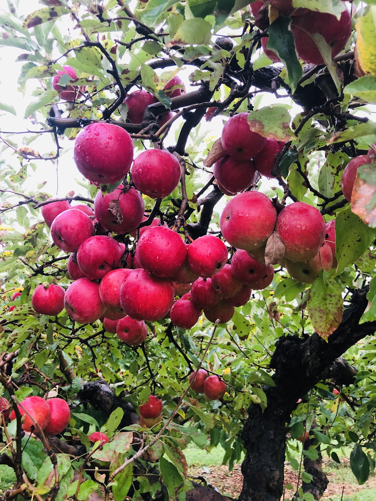 Frosty Apple apple orchard in Dexter, Michigan