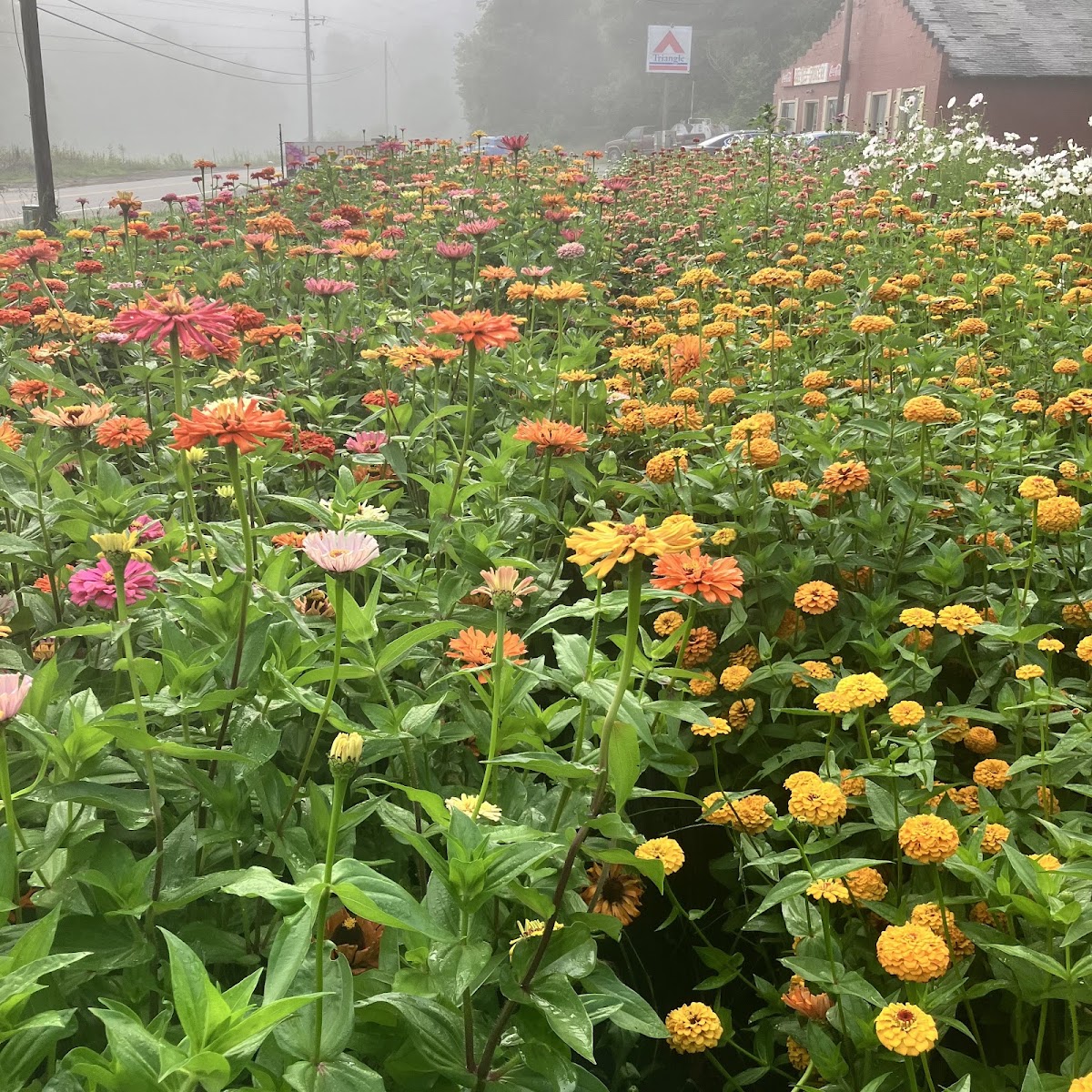 Blossom Ridge Farm apple orchard in Ashtabula, Ohio