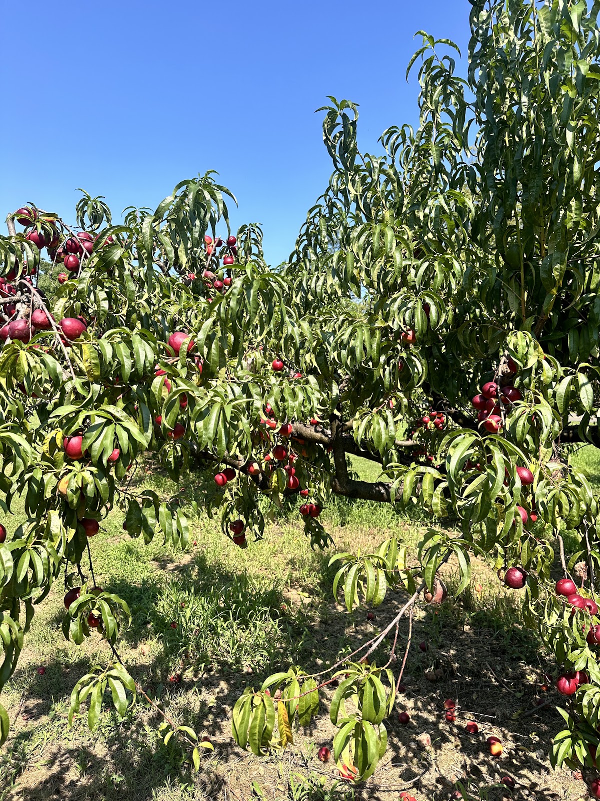 Strawberry Hill Farm apple orchard in Chesterfield, New Jersey