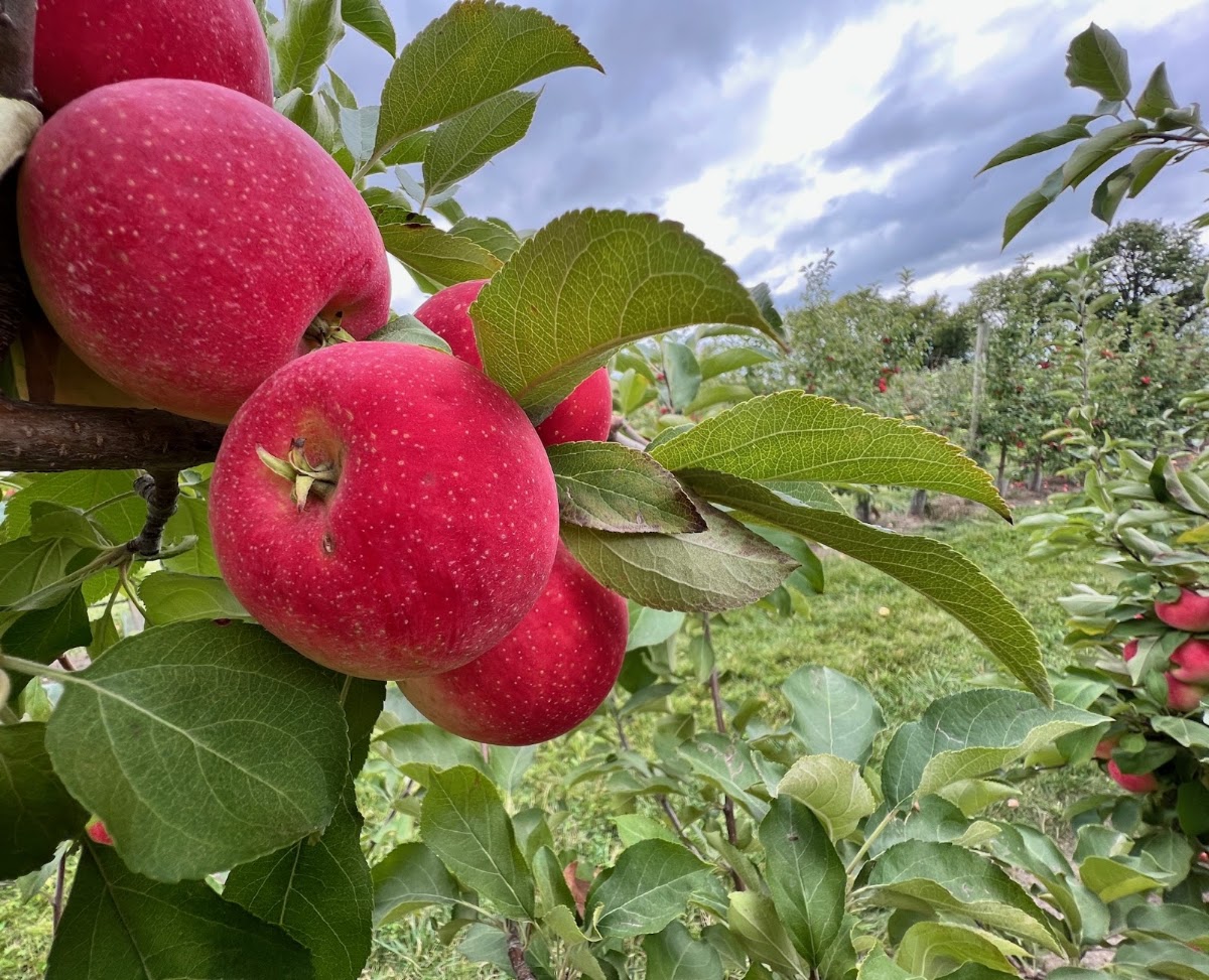 Afton Apple Orchards apple orchard in Hastings, Minnesota