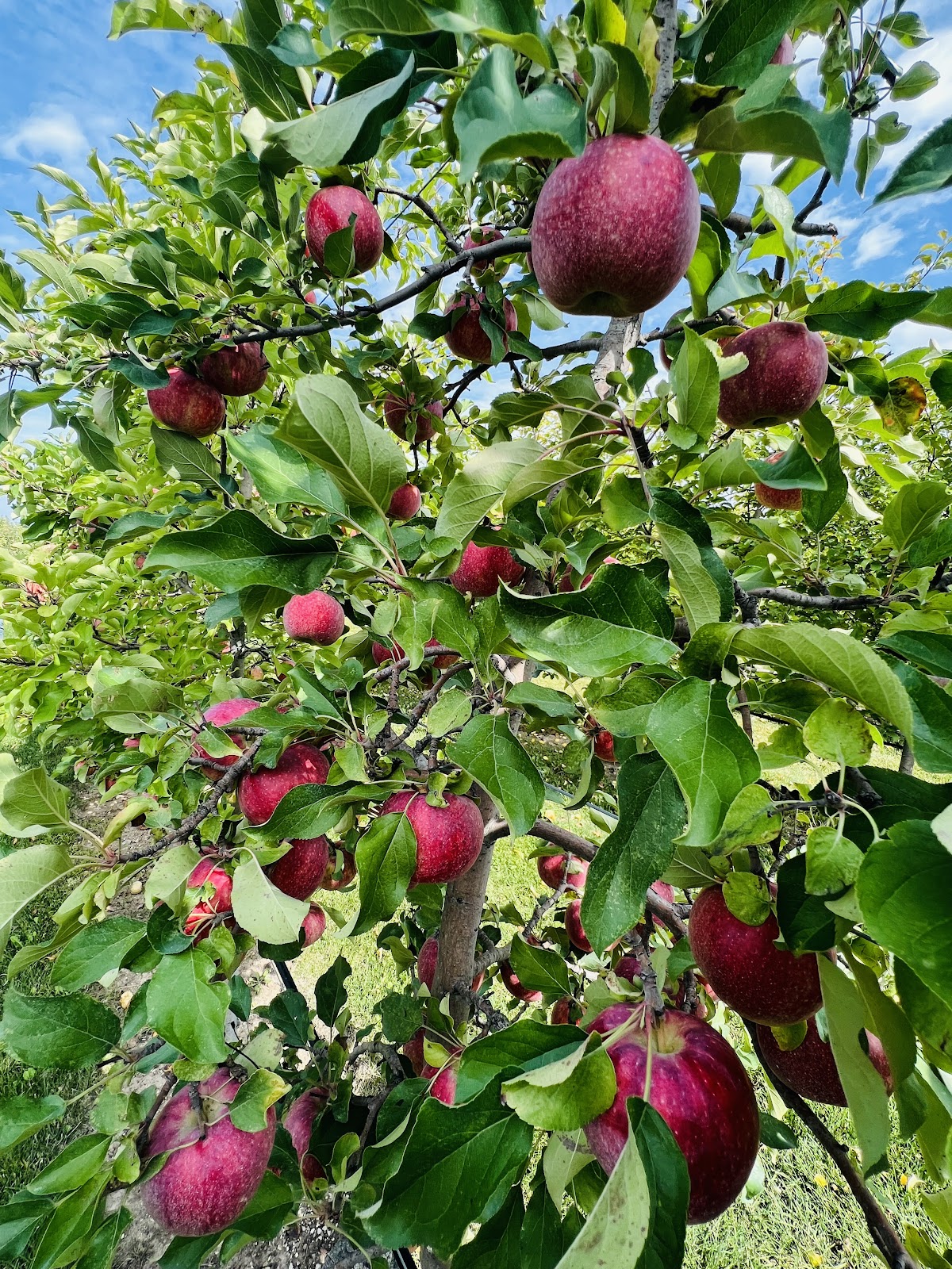 Peck & Bushel Organic Fruit Co. apple orchard in Colgate, Wisconsin