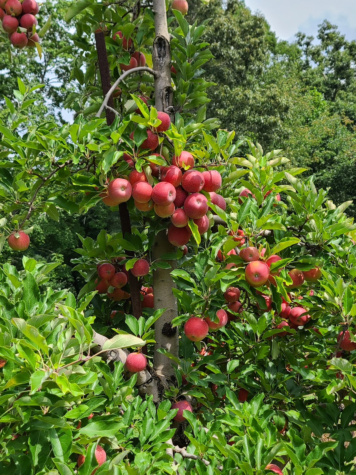 Apple Hill Orchard & Cider Mill apple orchard in Morganton, North Carolina