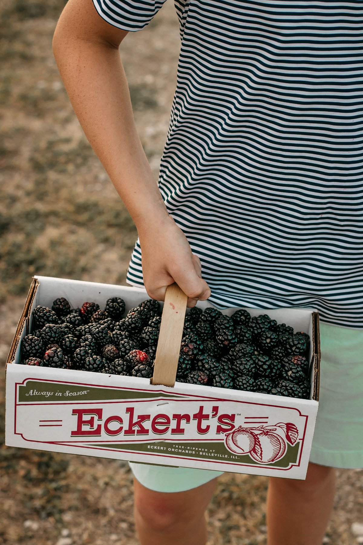 Eckert's Country Store & Farms apple orchard in Belleville, Illinois