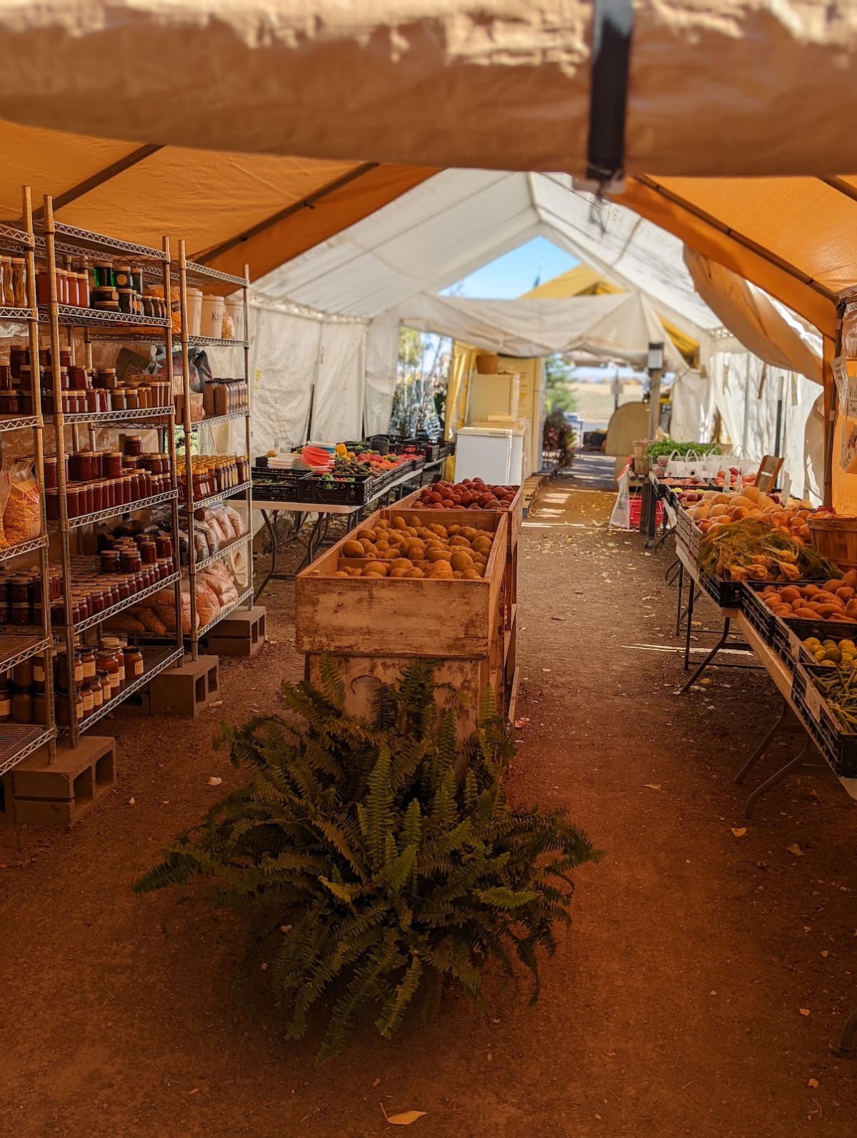 Grant Farms CSA apple orchard in Wellington, Colorado