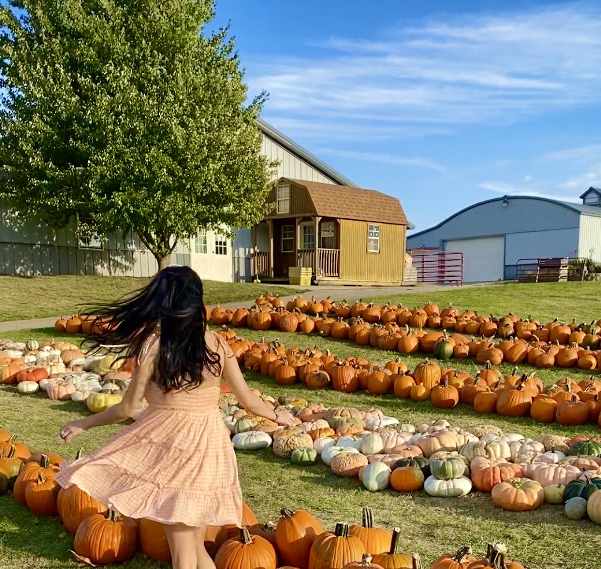 Boggios Orchard and Produce apple orchard in Granville, Illinois