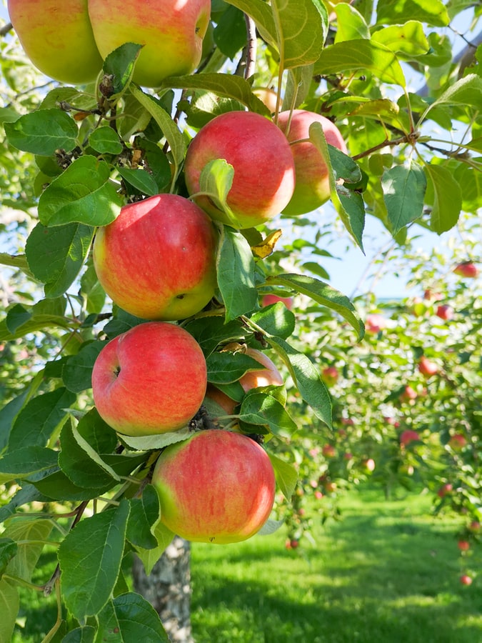 Chapmans Orchard apple orchard in Oxford, New York