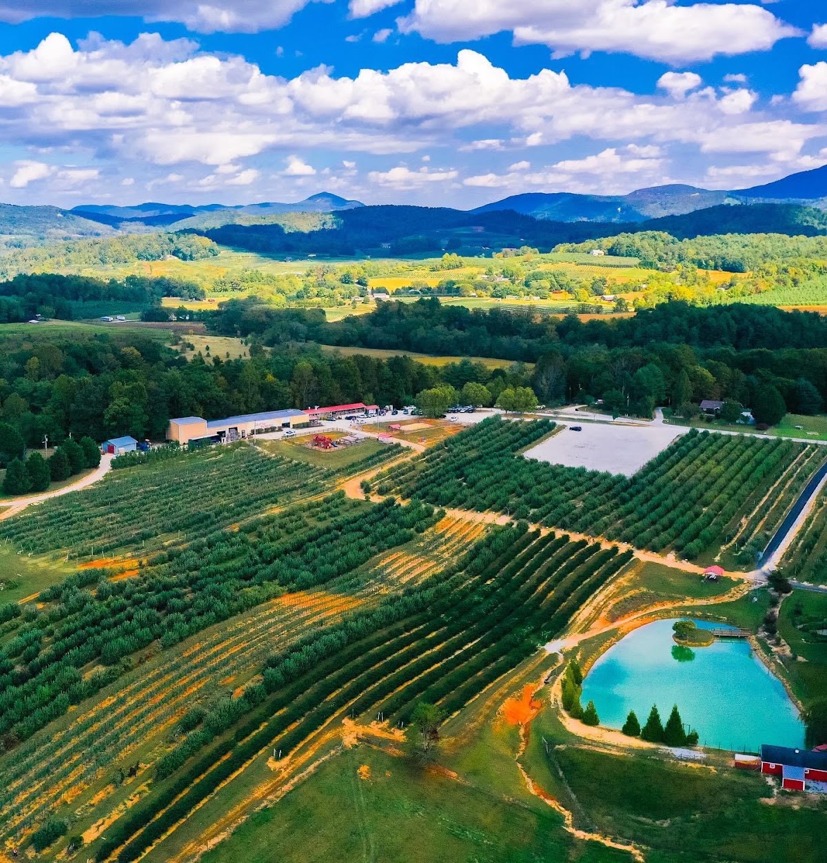 Justus Orchard – Blackberry Picking NC apple orchard in Hendersonville, North Carolina