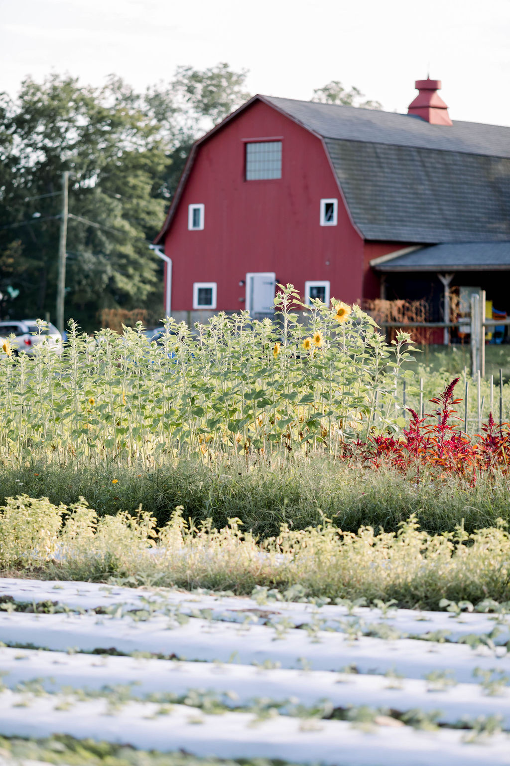 Massaro Farm CSA apple orchard in Woodbridge, Connecticut