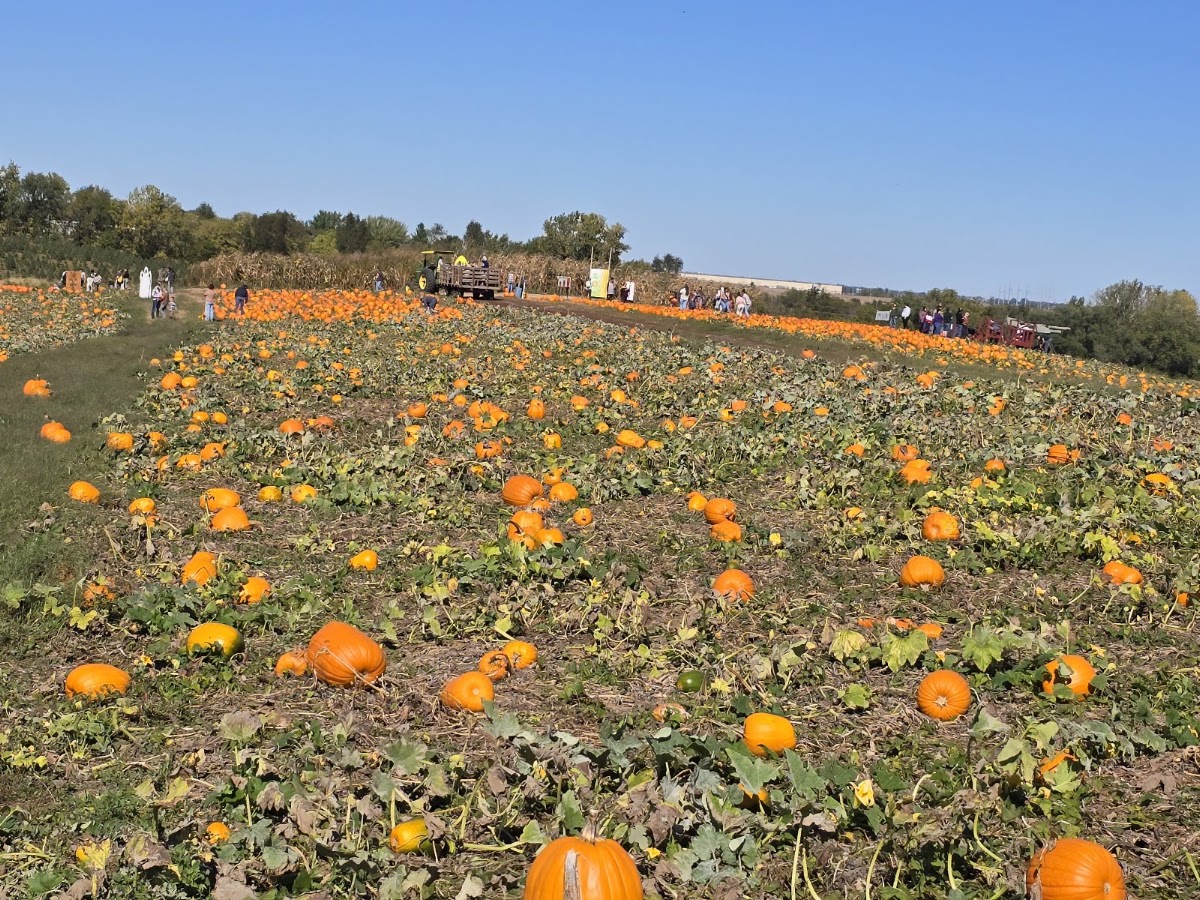 Schweizer Orchard apple orchard in Agency, Missouri