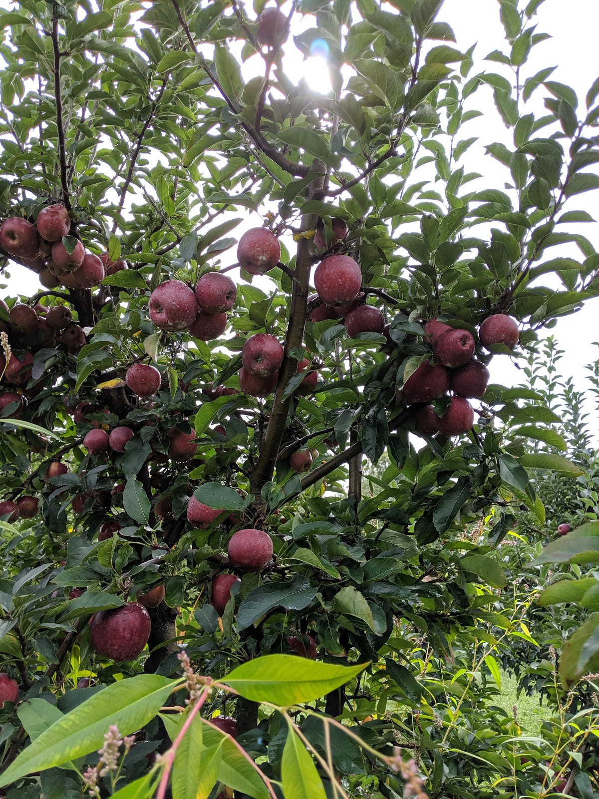Sunnydale Farms apple orchard in Centralia, Missouri
