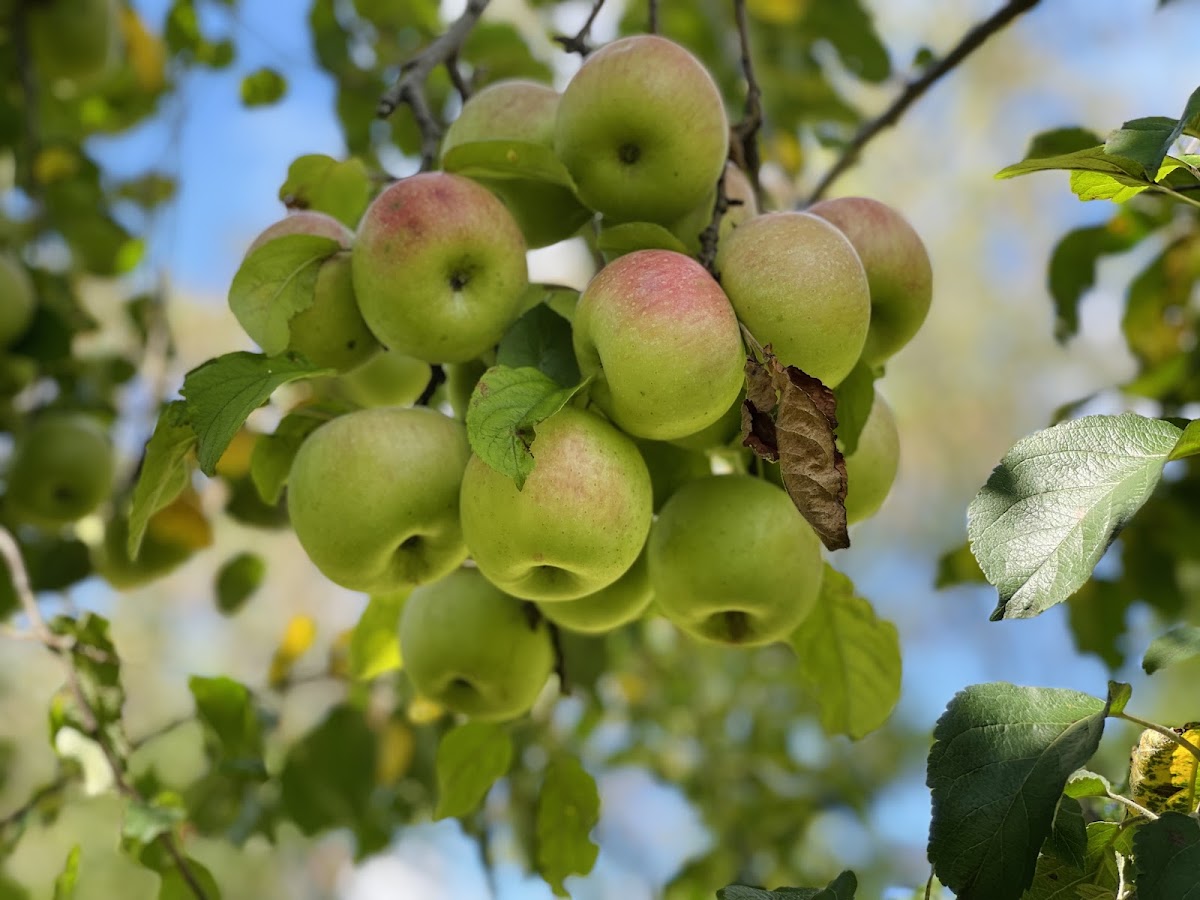 Stribling Orchard apple orchard in Markham, Virginia