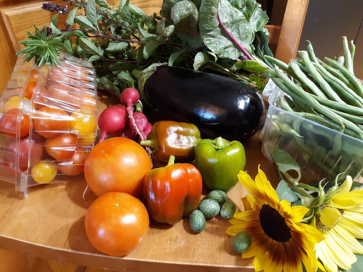 The Ryder Family Farm CSA apple orchard in Golconda, Illinois