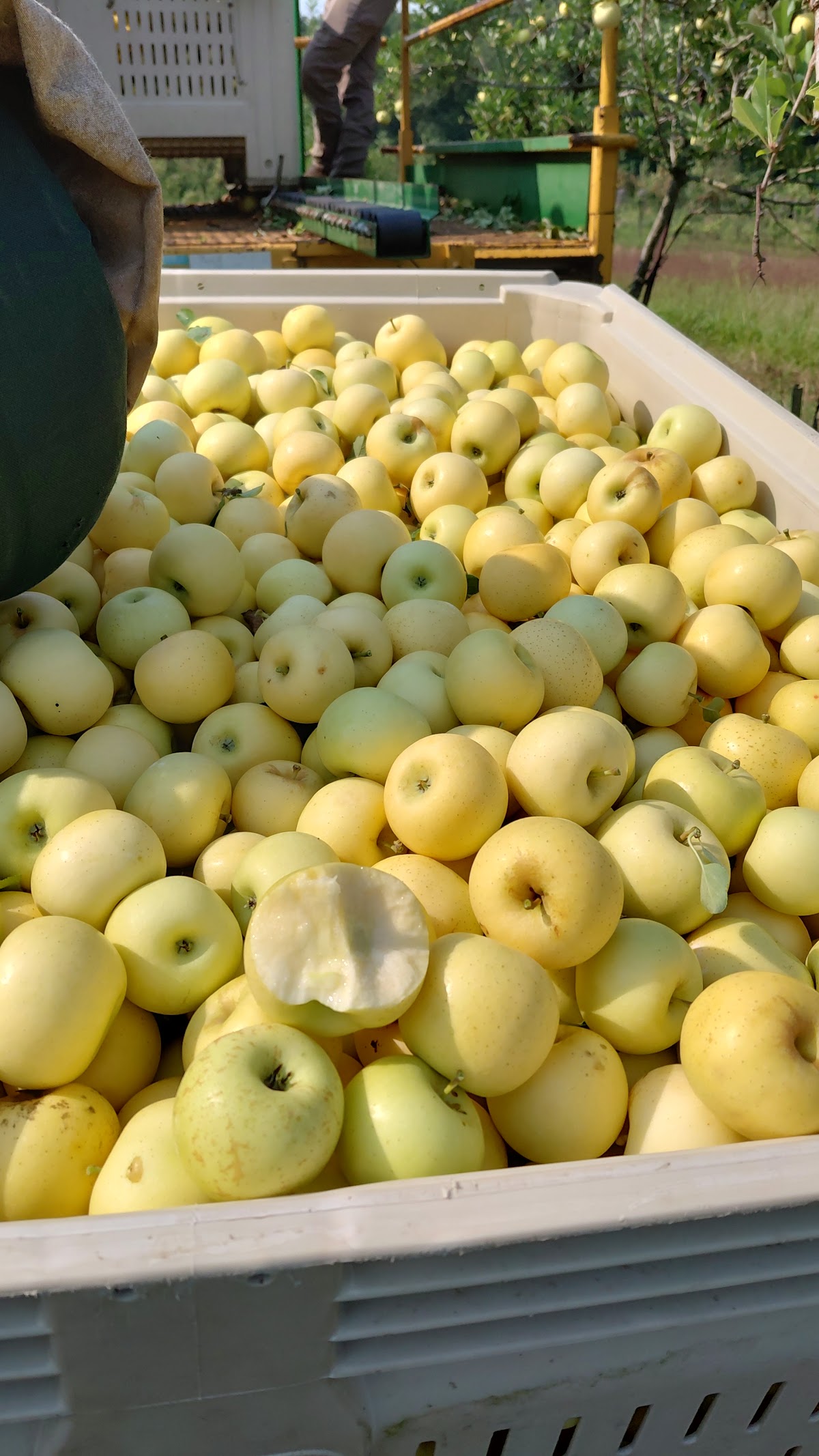 Beech Creek Orchards apple orchard in Tallapoosa, Georgia