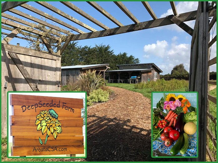 DeepSeeded Community Farm apple orchard in Arcata, California