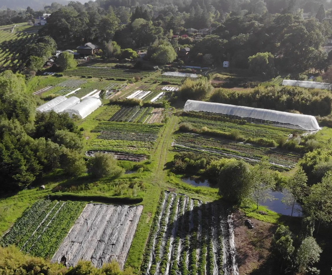 Singing Frogs Farm apple orchard in Sebastopol, California