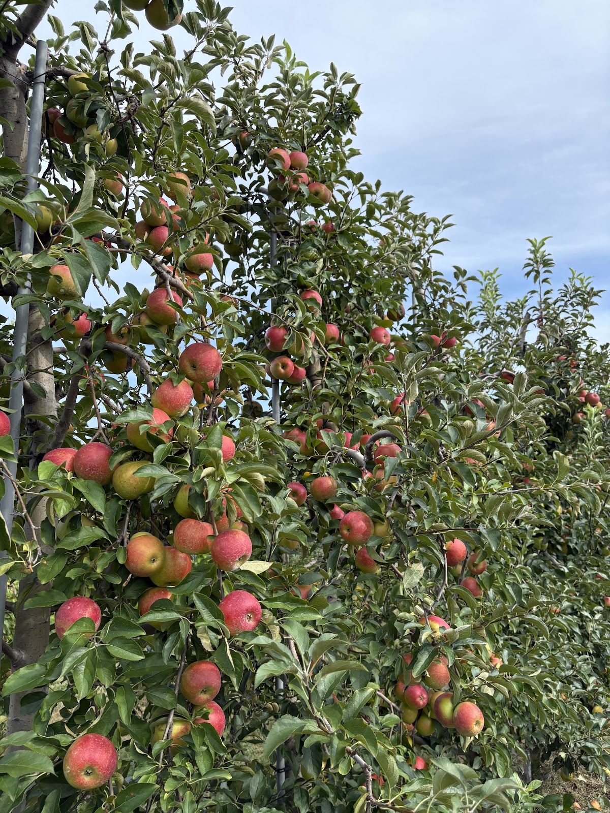 Cullipher Farm Market apple orchard in Virginia Beach, Virginia