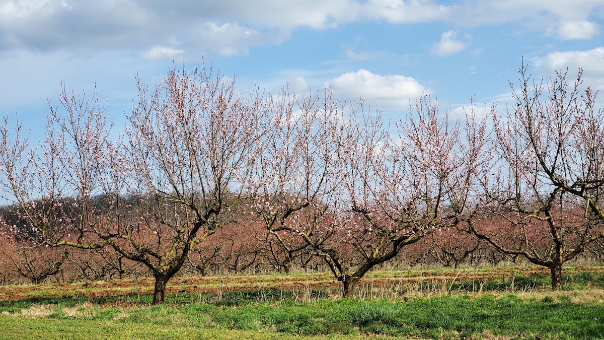Colora Orchards apple orchard in Colora, Maryland