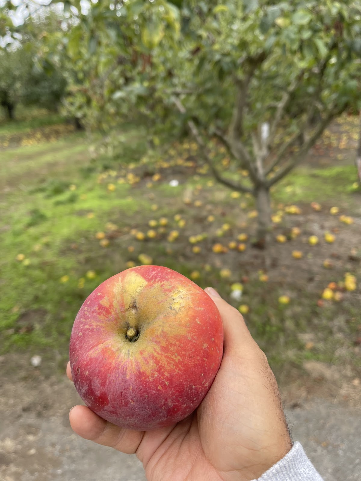 Silva's Organic Apple Orchards apple orchard in Watsonville, California