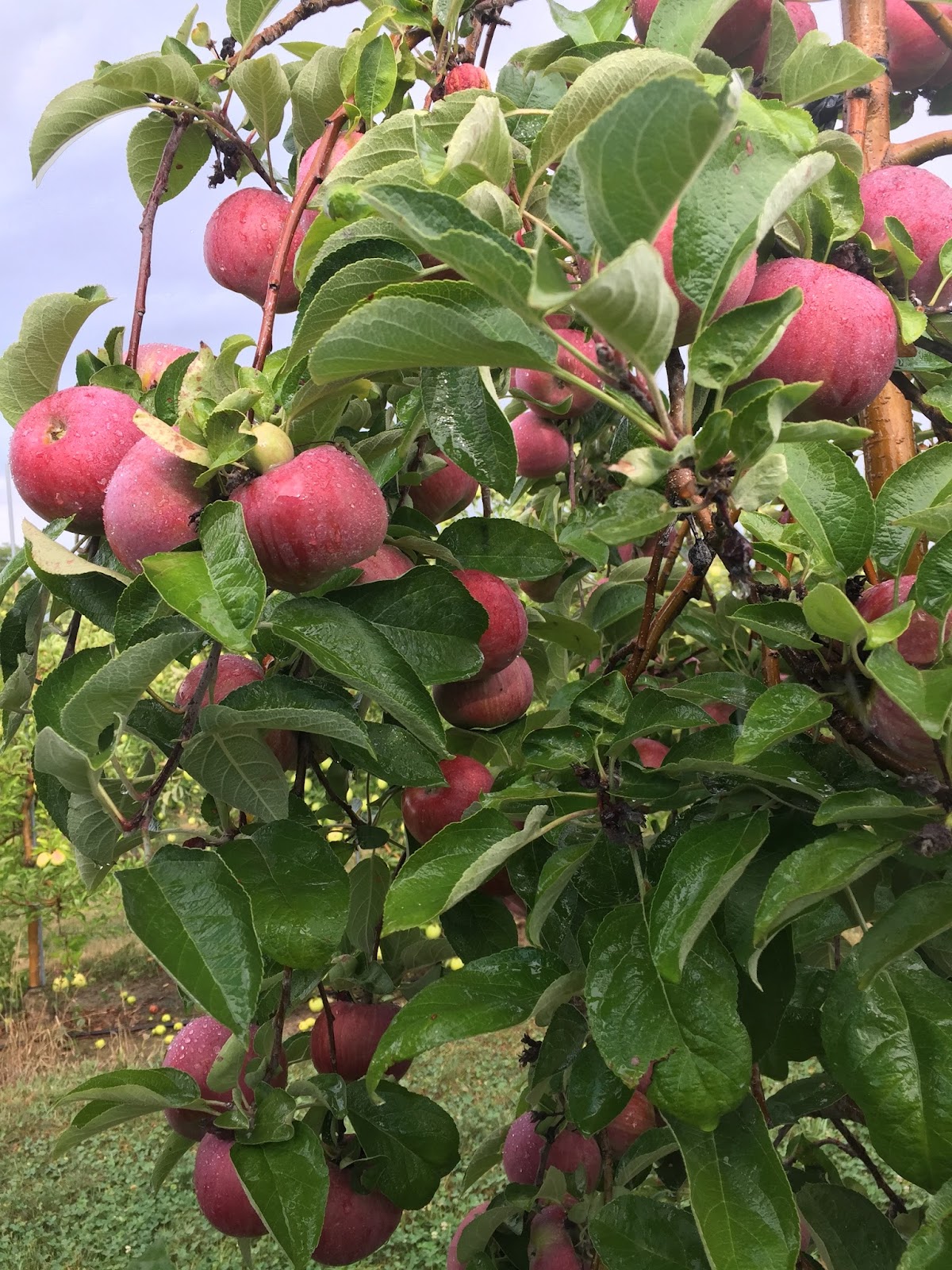 Bauman Orchards apple orchard in Rittman, Ohio