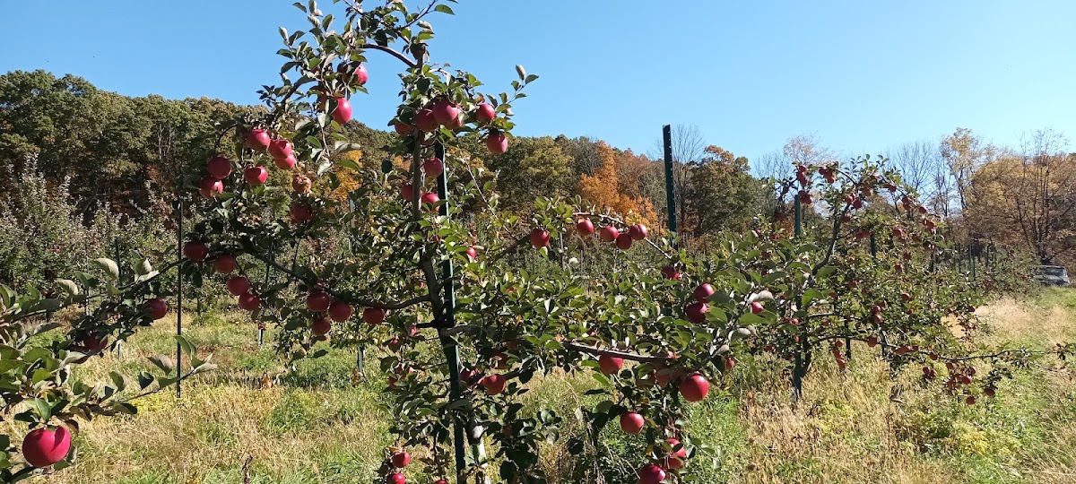 Tree Licious Orchards apple orchard in Port Murray, New Jersey