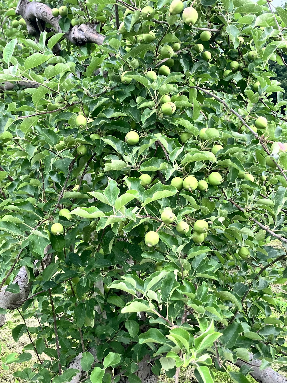 Fay’s Farm and Orchard apple orchard in Haverhill, Massachusetts
