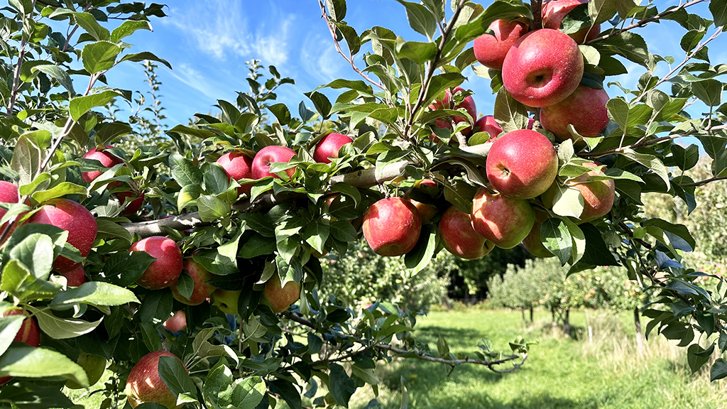 Molly's Orchard apple orchard in Columbia Falls, Maine