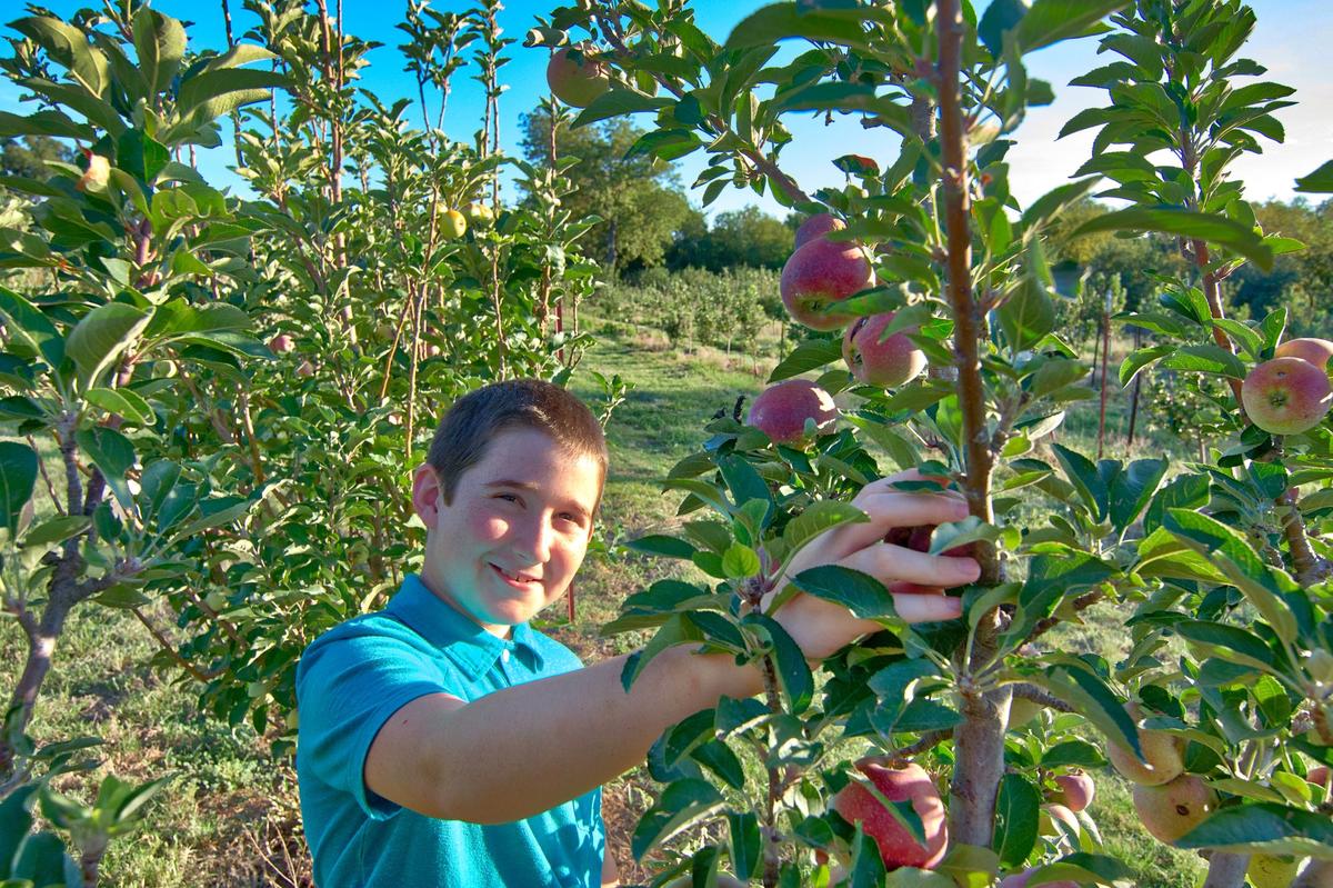 Sonlight Orchard apple orchard in Mason, Texas