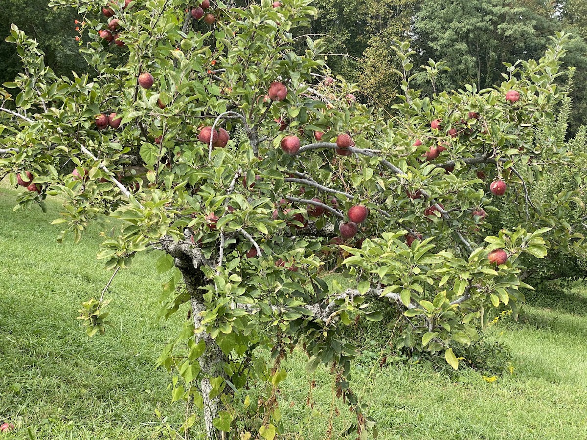 Melody Orchard apple orchard in Rogersville, Tennessee