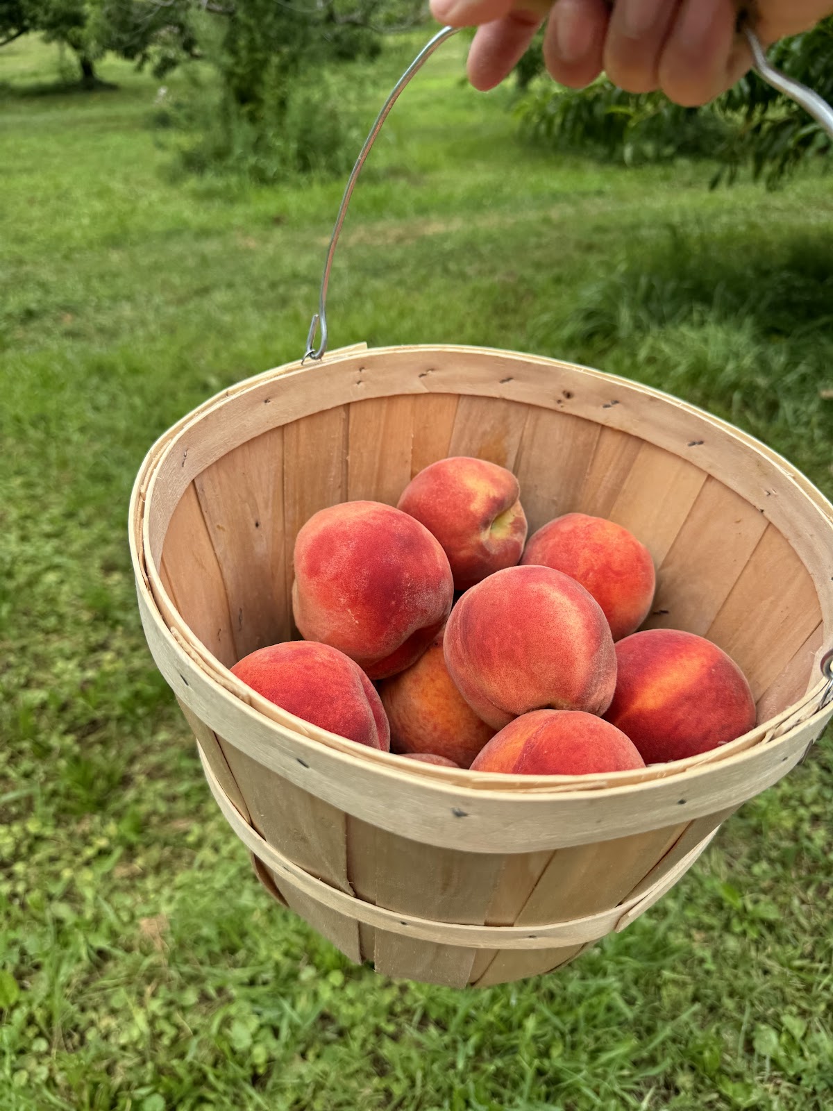 Stonyfield Orchard apple orchard in Belvidere, New Jersey