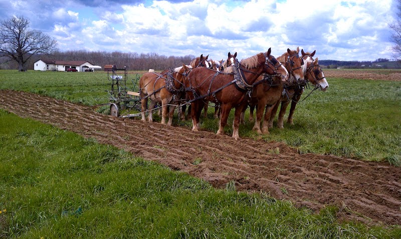 Clarion River Organics CSA apple orchard in Sligo, Pennsylvania