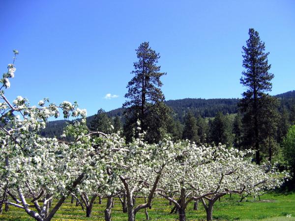 Cedar Ridge Apple Ranch LLC apple orchard in Sonora, California