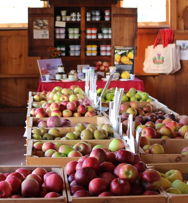 The Scott Farm Orchard apple orchard in Dummerston, Vermont