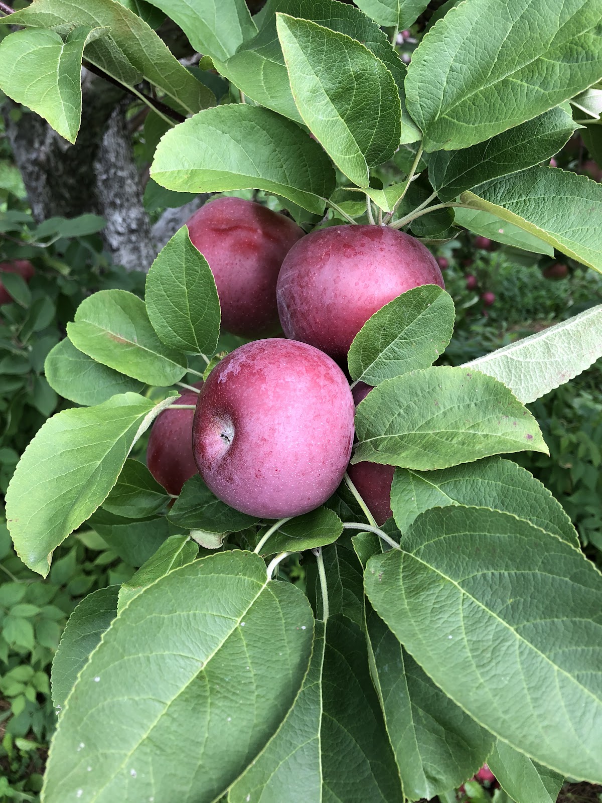 Pietree Orchard apple orchard in Harrison, Maine