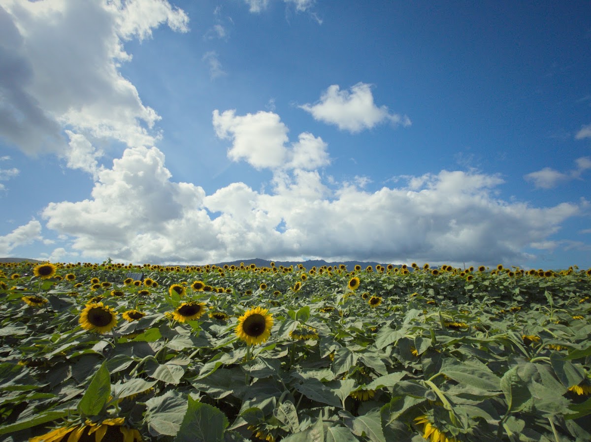 Aloun Farms apple orchard in Kapolei, Hawaii