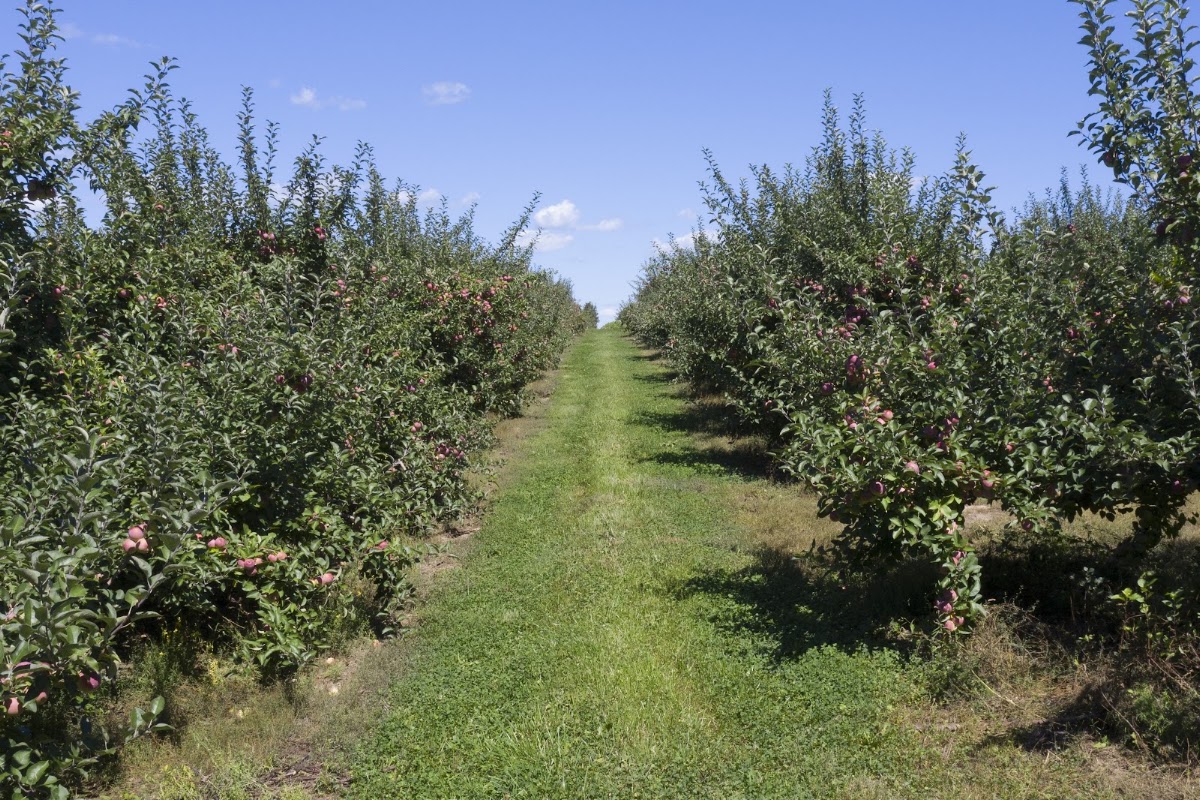 Apple Ridge Orchards apple orchard in Warwick, New York