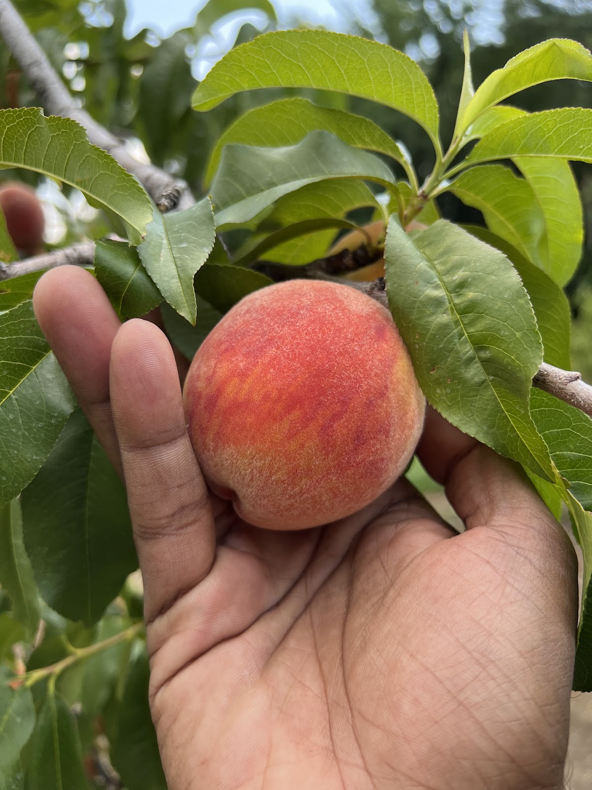 George Hill Orchards apple orchard in South Lancaster, Massachusetts
