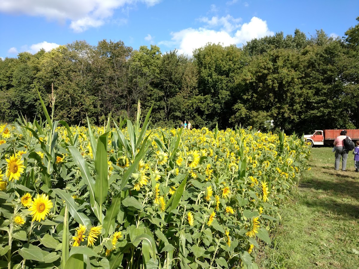 Ferguson's Minnesota Harvest apple orchard in Jordan, Minnesota