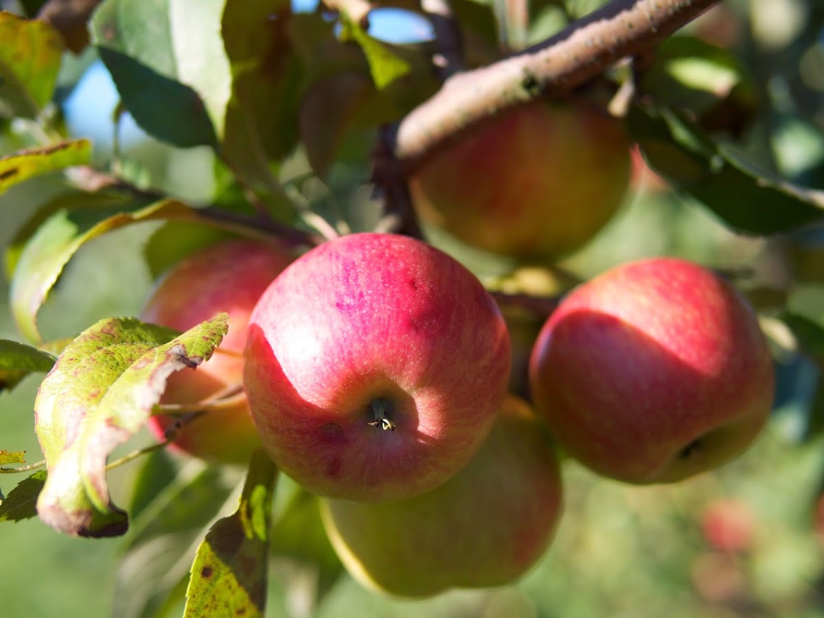 Door Creek Orchard apple orchard in Cottage Grove, Wisconsin