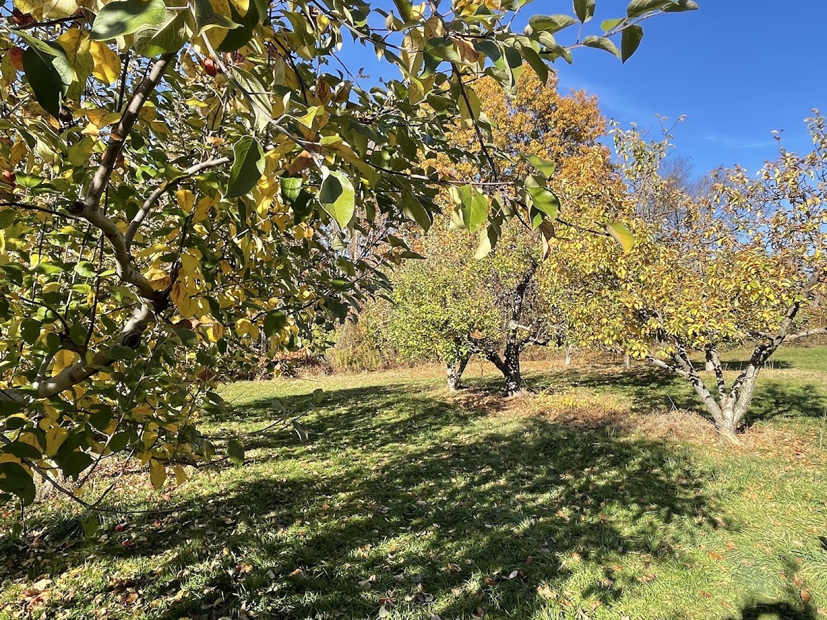 DeFazio Orchard and Greenhouses apple orchard in Dayville, Connecticut