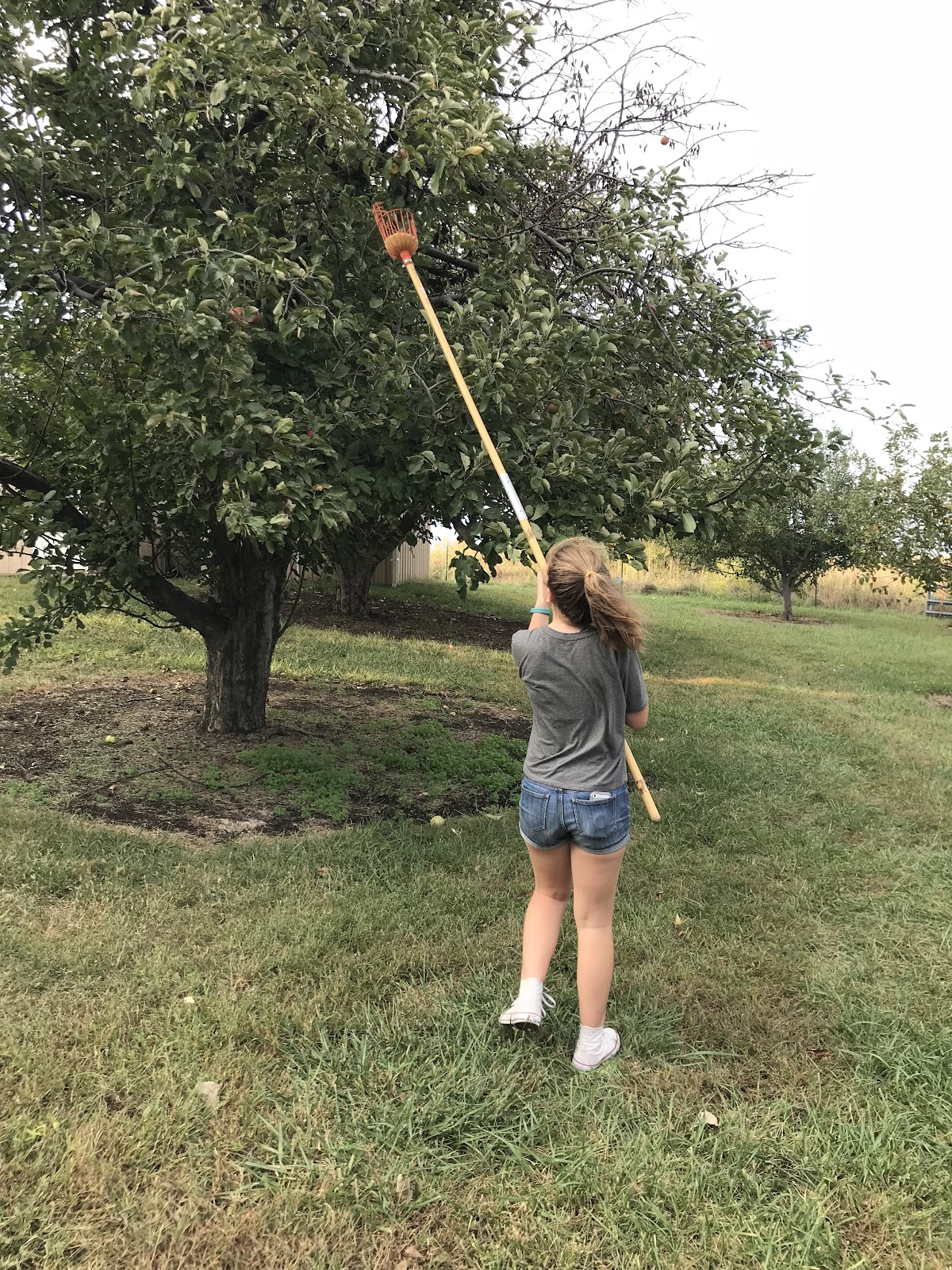 86th Street Orchard apple orchard in Topeka, Kansas