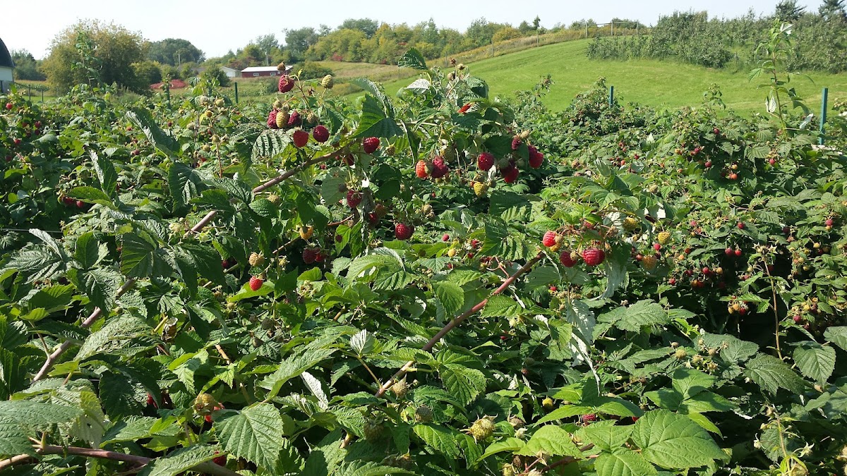 Connell's Orchard apple orchard in Chippewa Falls, Wisconsin