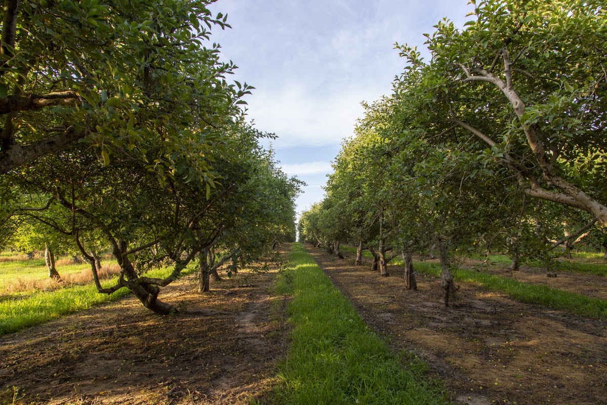 Pome On The Range Orchards and Winery apple orchard in Williamsburg, Kansas